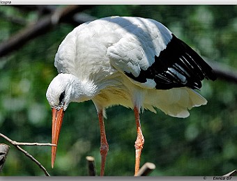 Animali 078